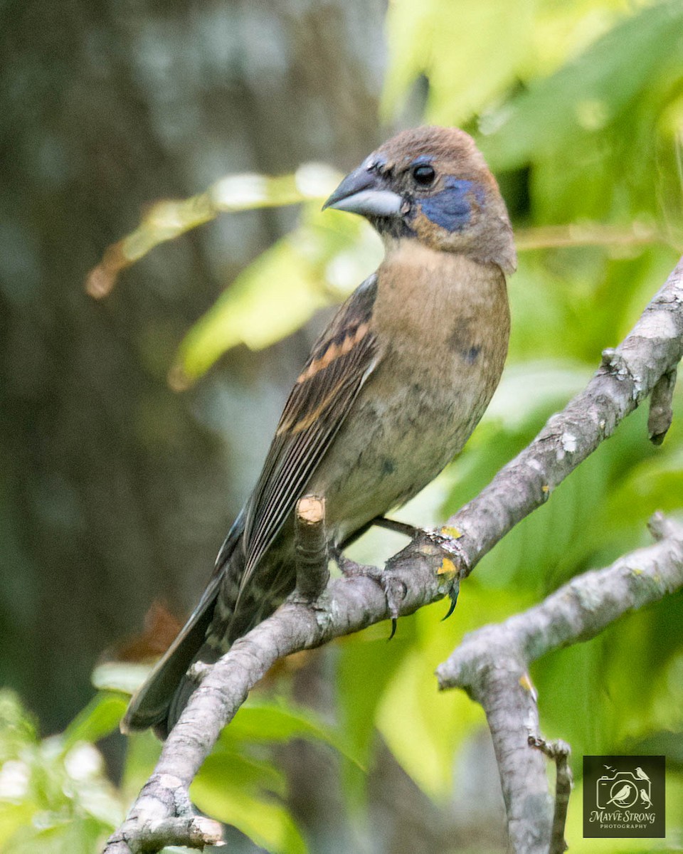 Blue Grosbeak - ML638598856