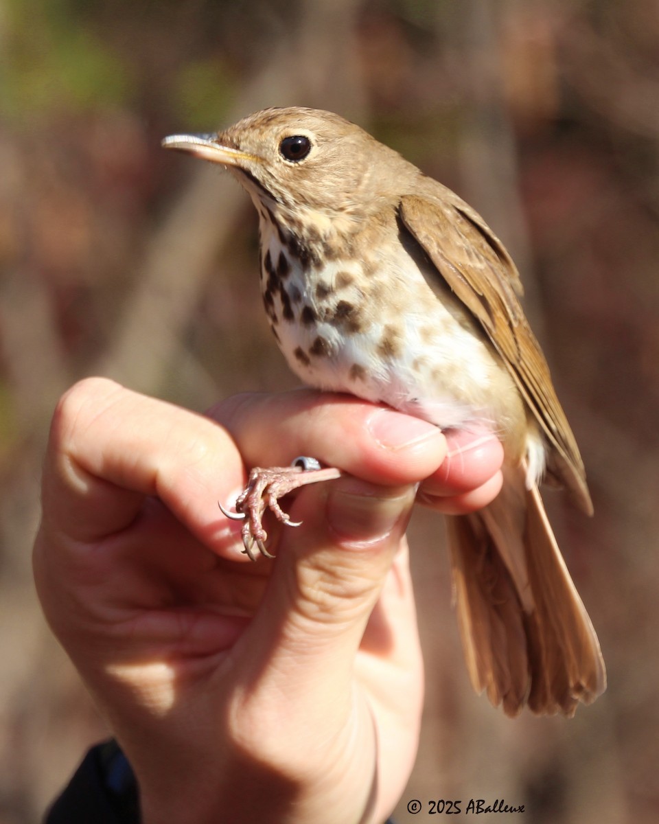 Hermit Thrush - ML638598870