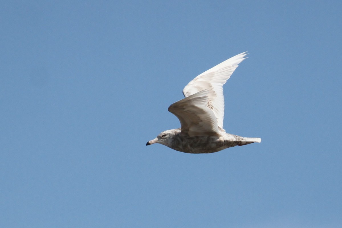 Herring x Glaucous Gull (hybrid) - ML63859891