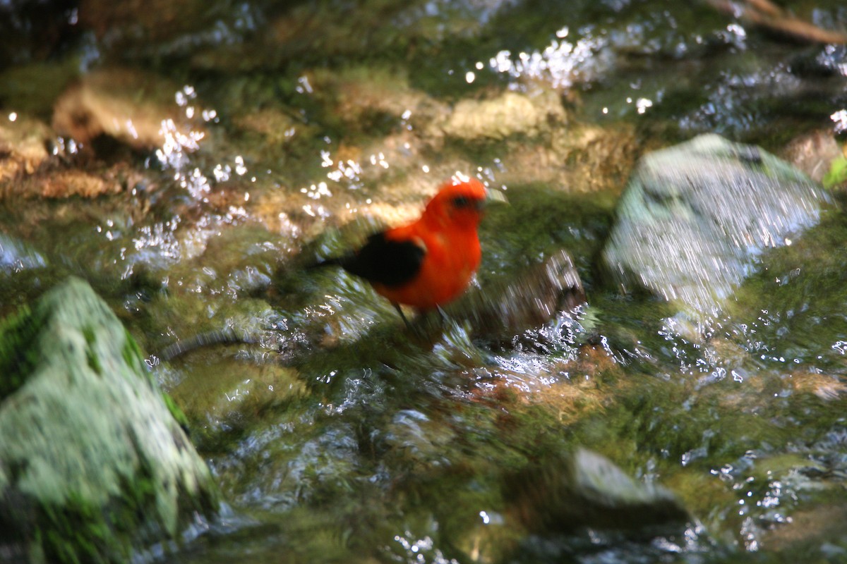 Scarlet Tanager - ML638598913