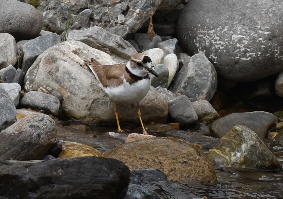 Long-billed Plover - ML638598924
