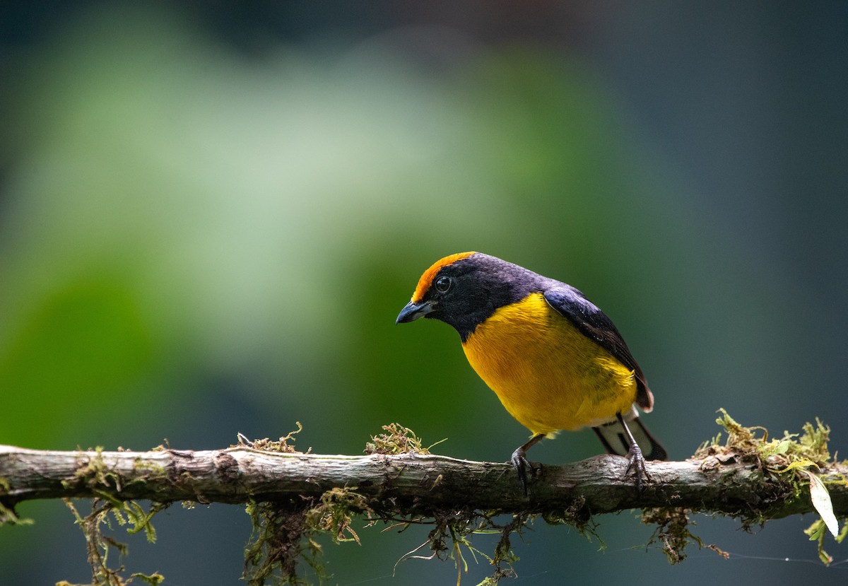 Tawny-capped Euphonia - ML638598953