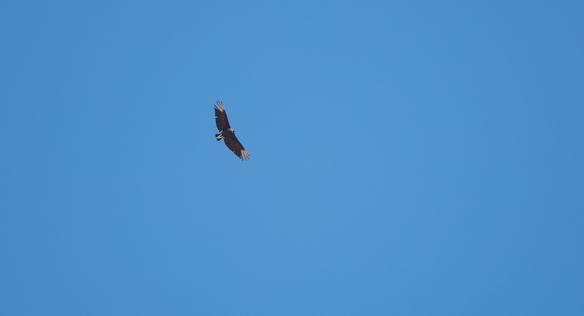 Black Vulture - ML638598963