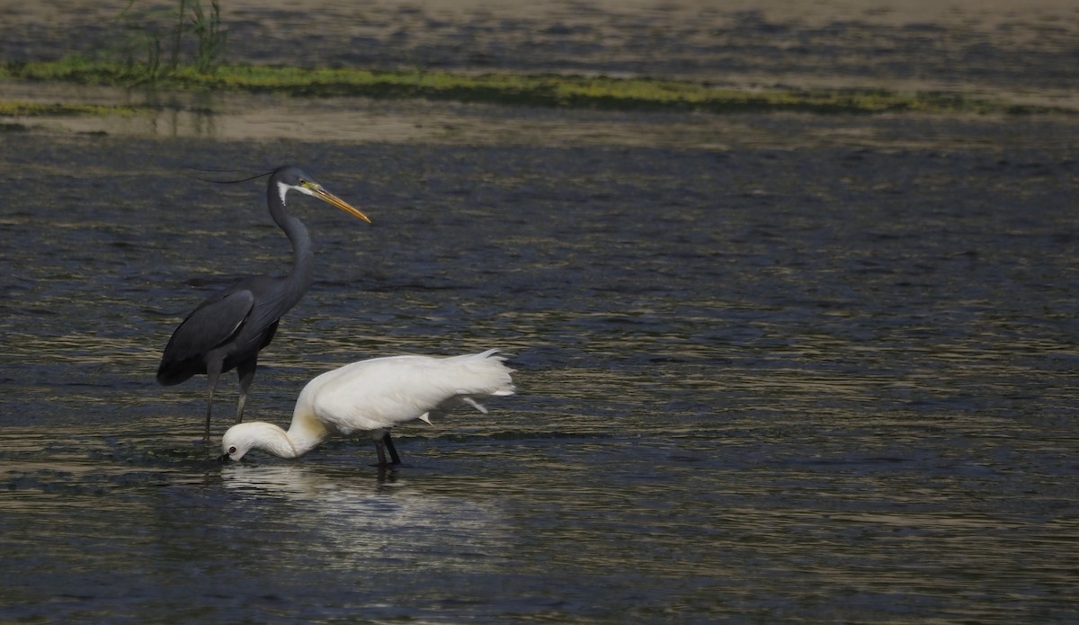 Western Reef-Heron - ML638598973