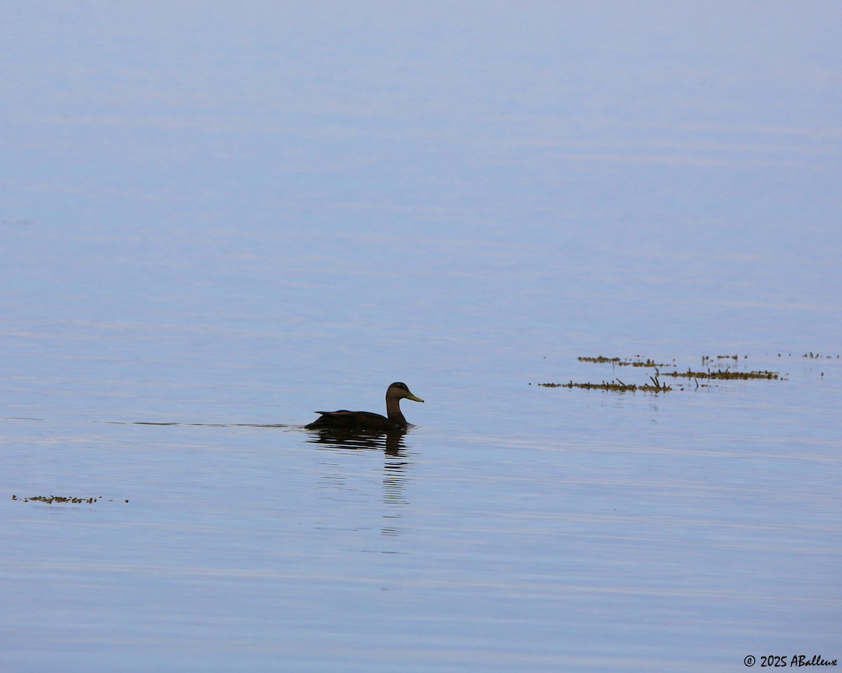 American Black Duck - ML638598989