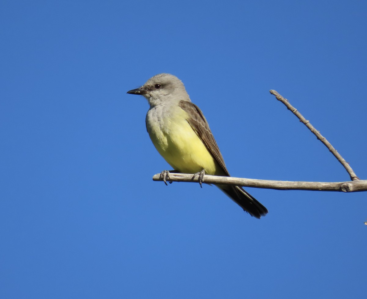 Western Kingbird - ML638598992