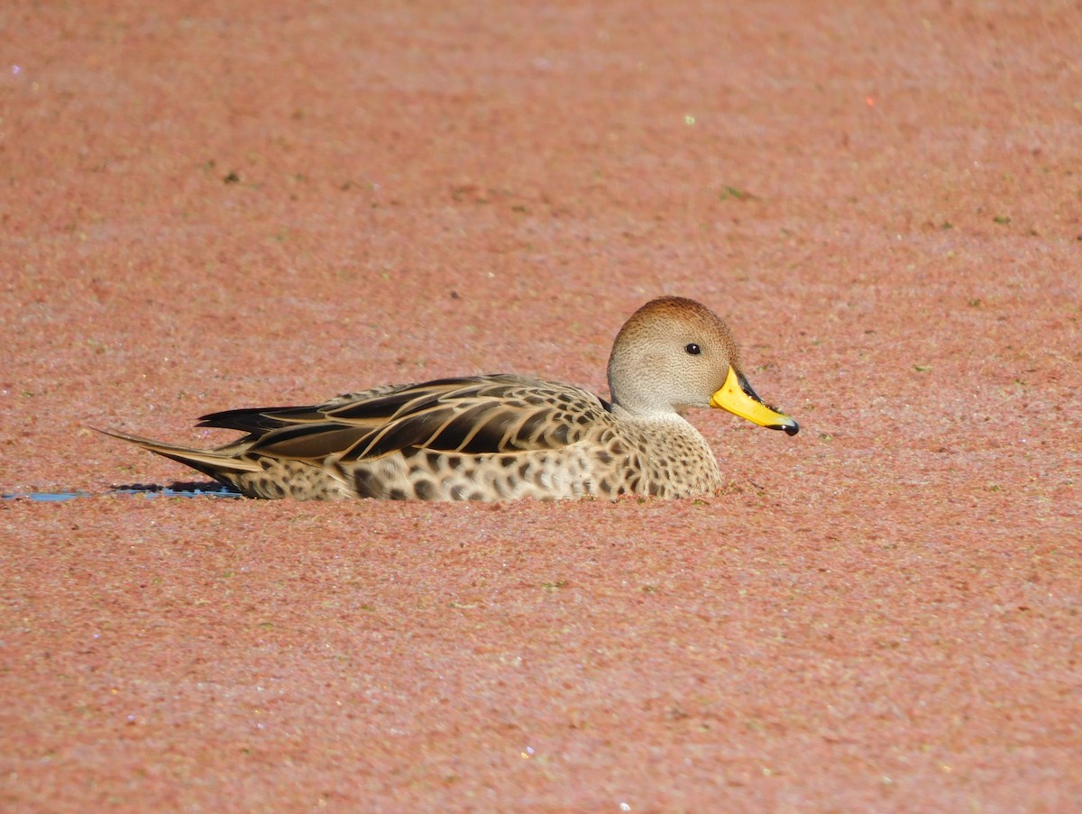 Yellow-billed Pintail - ML638599007