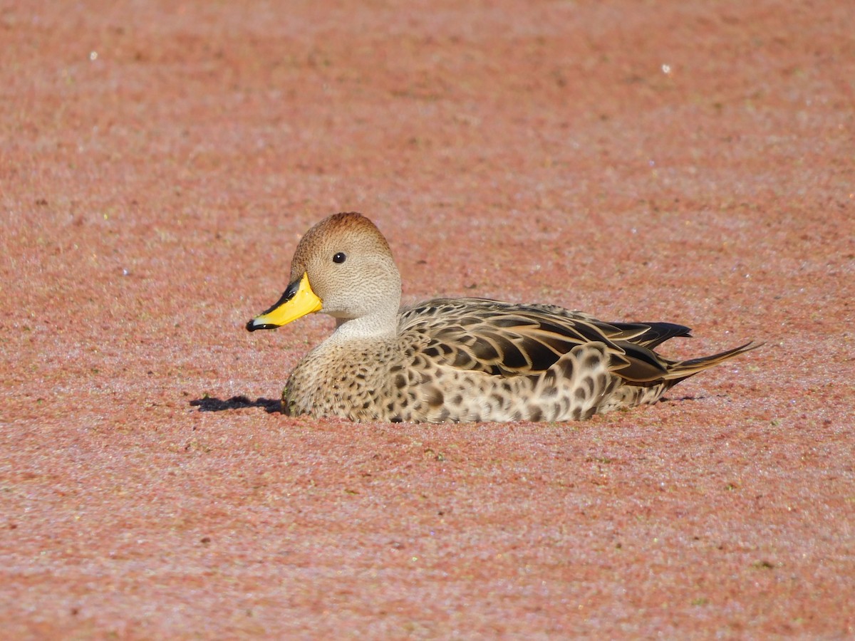Yellow-billed Pintail - ML638599009