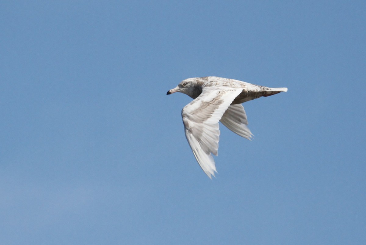 Herring x Glaucous Gull (hybrid) - ML63859901