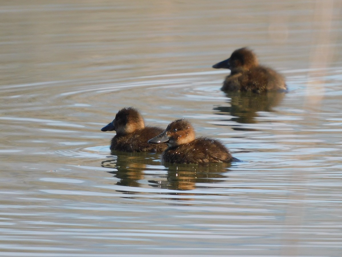 Andean Duck - ML638599024