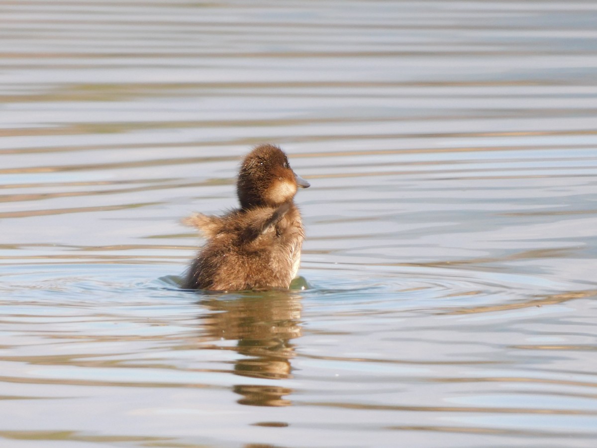 Andean Duck - ML638599027