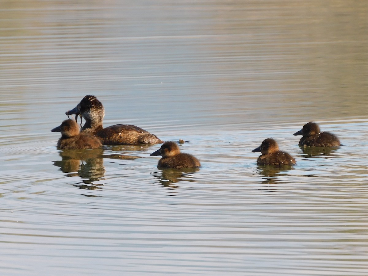 Andean Duck - ML638599031