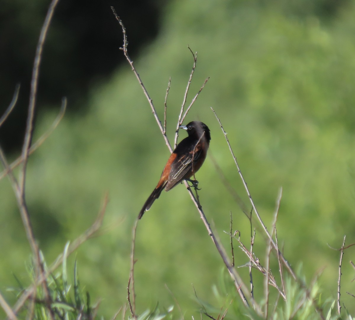 Orchard Oriole - ML638599036