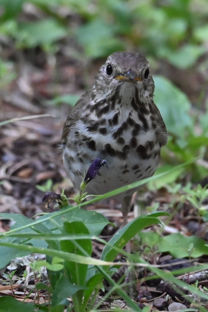 Hermit Thrush - ML638599041
