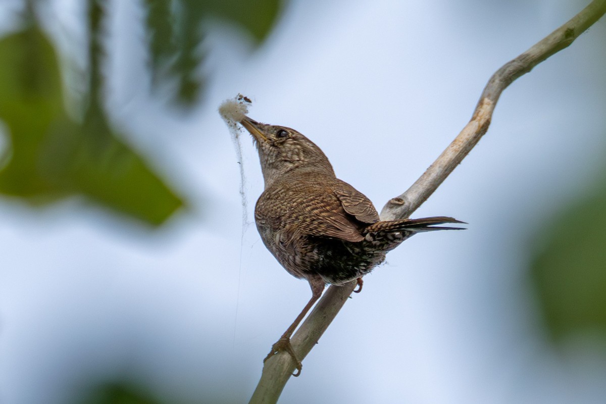 Northern House Wren - ML638599077