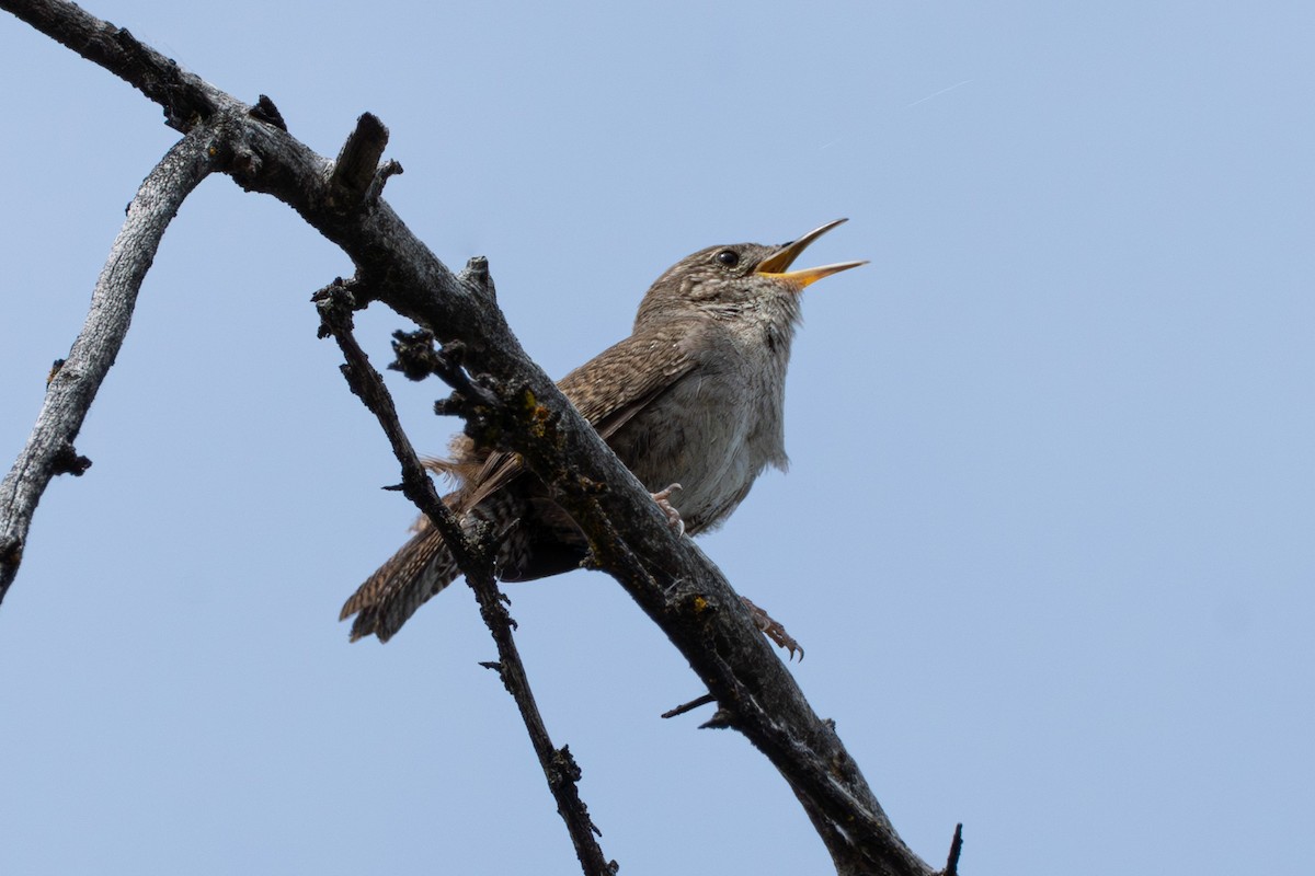 Northern House Wren - ML638599082
