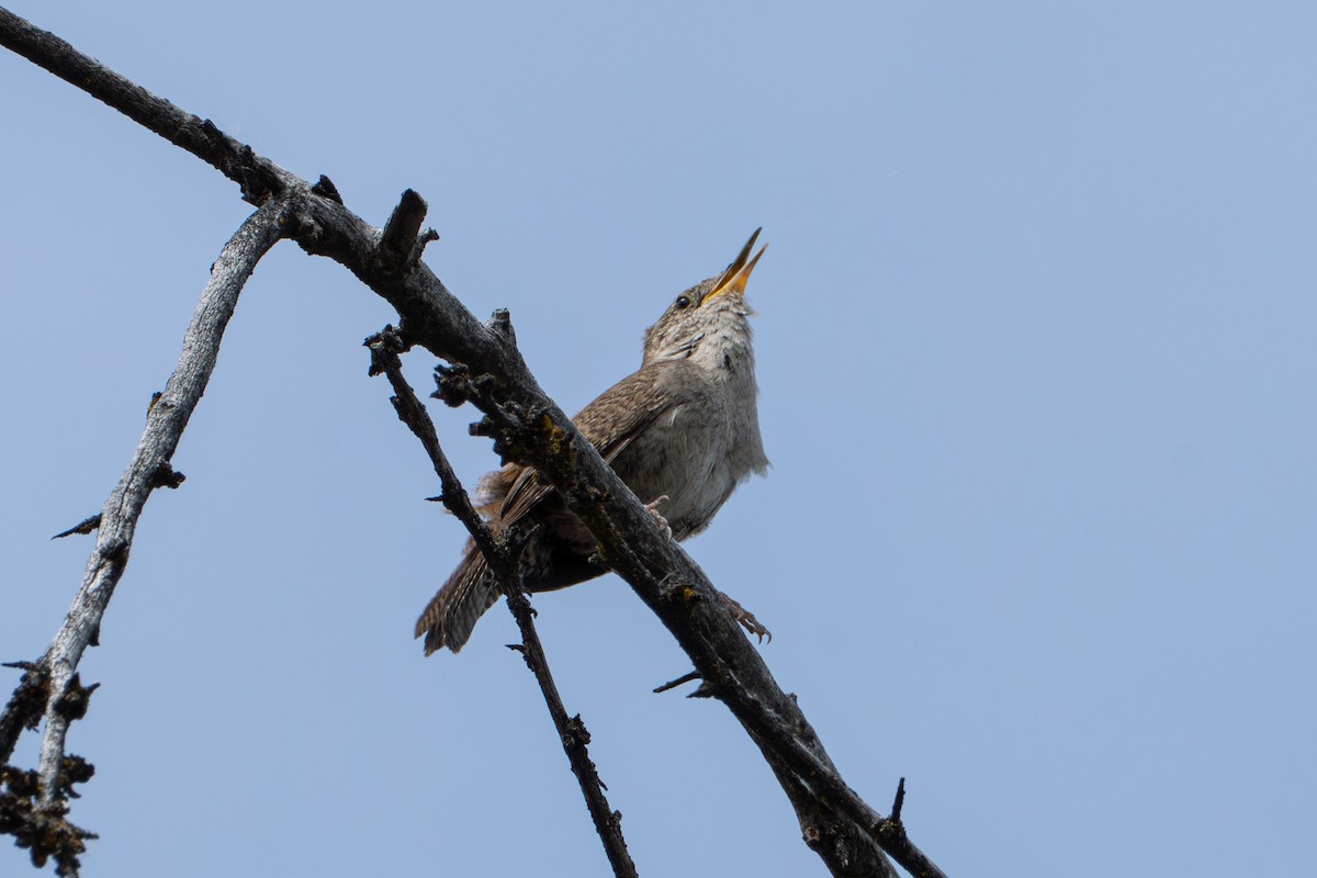 Northern House Wren - ML638599083