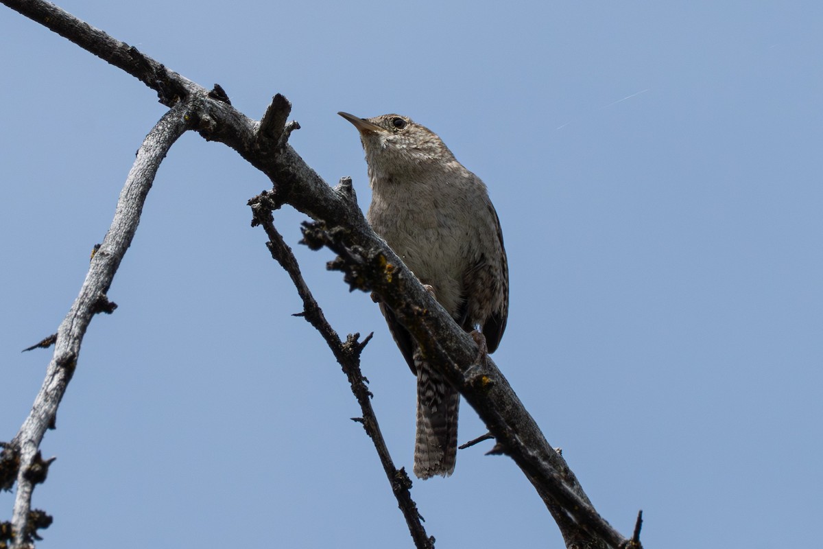 Northern House Wren - ML638599084