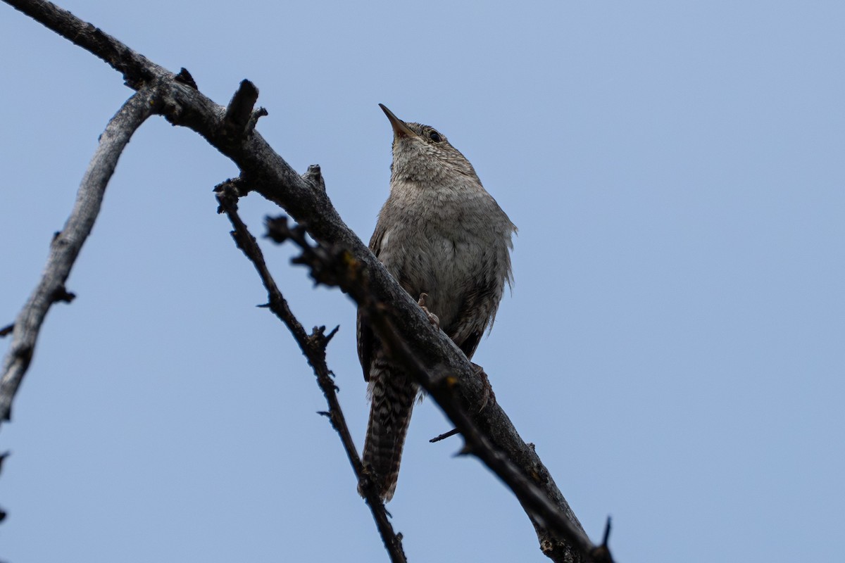 Northern House Wren - ML638599085