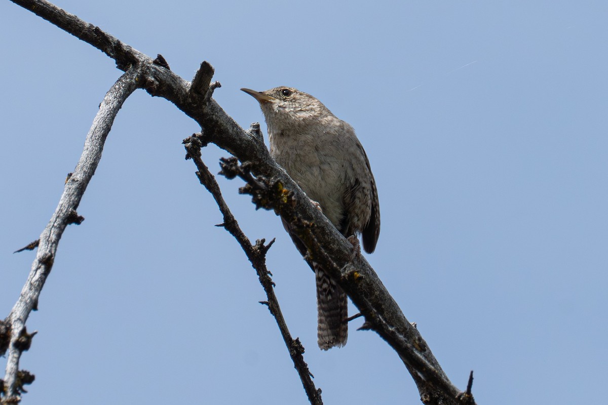 Northern House Wren - ML638599086
