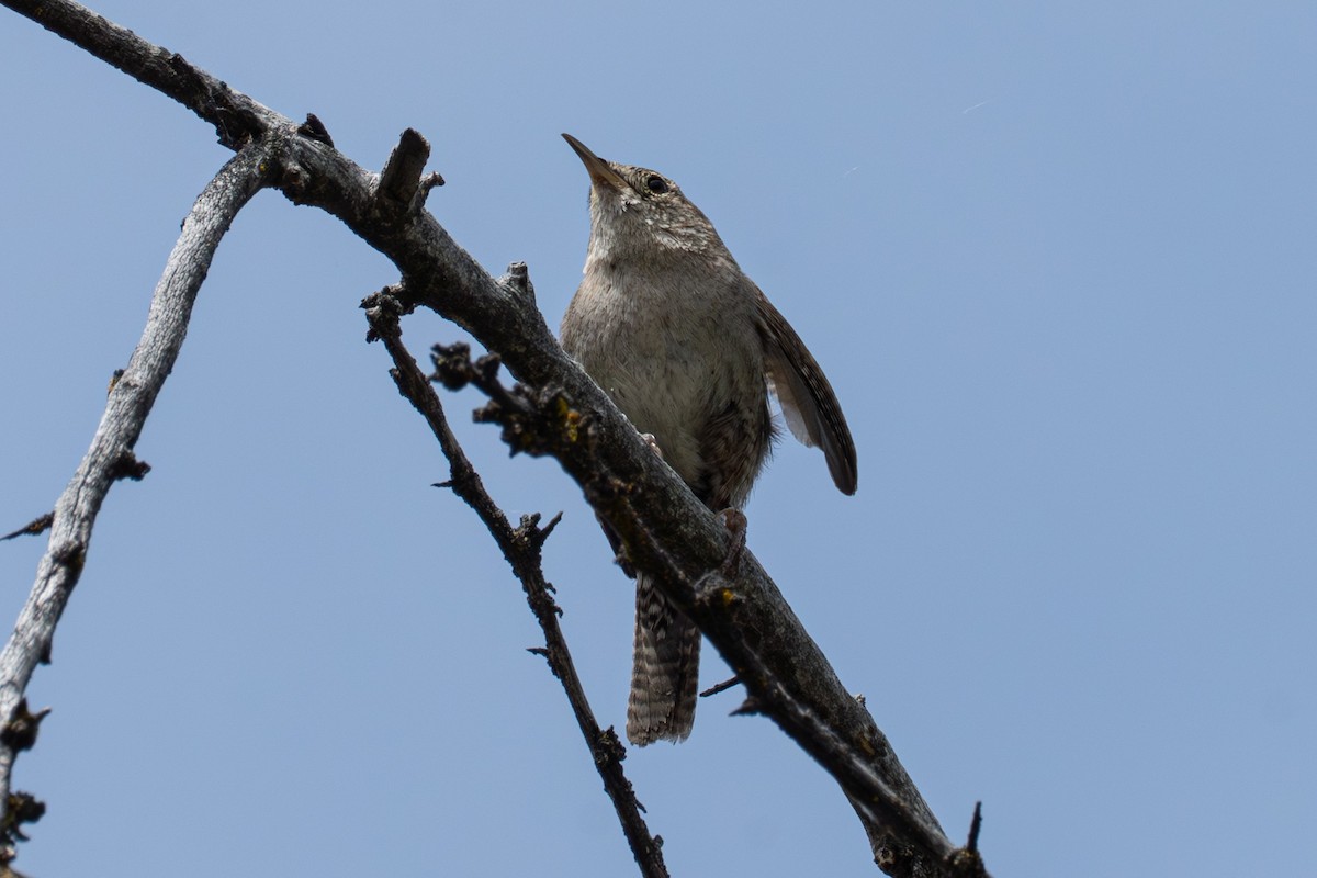 Northern House Wren - ML638599087