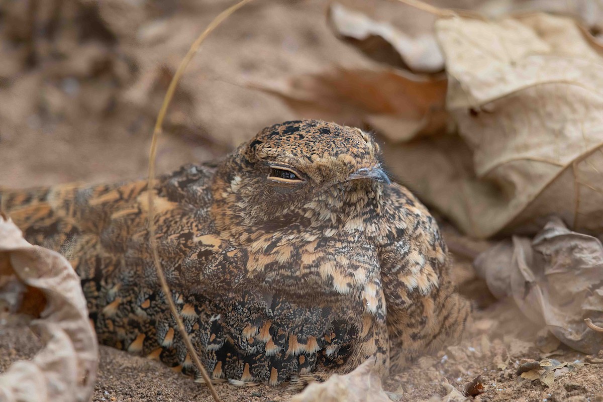 Standard-winged Nightjar - Hakan Sivencrona