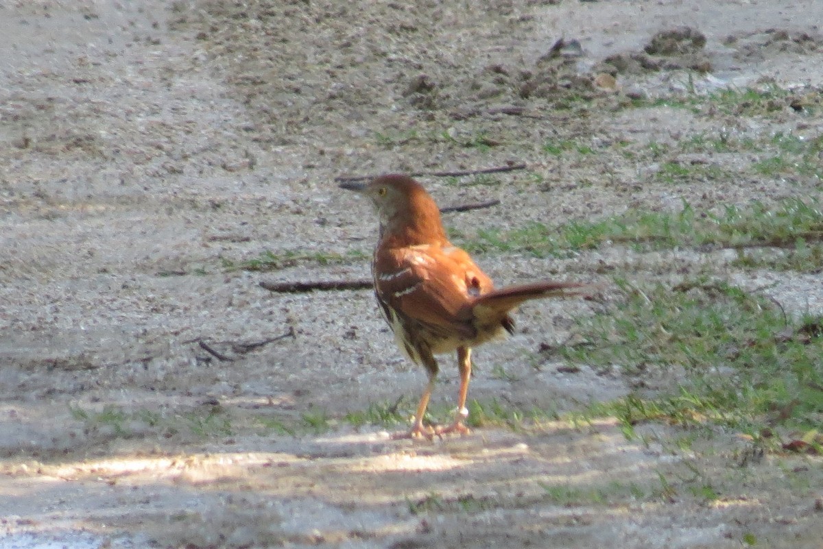 brunspottefugl - ML638599117