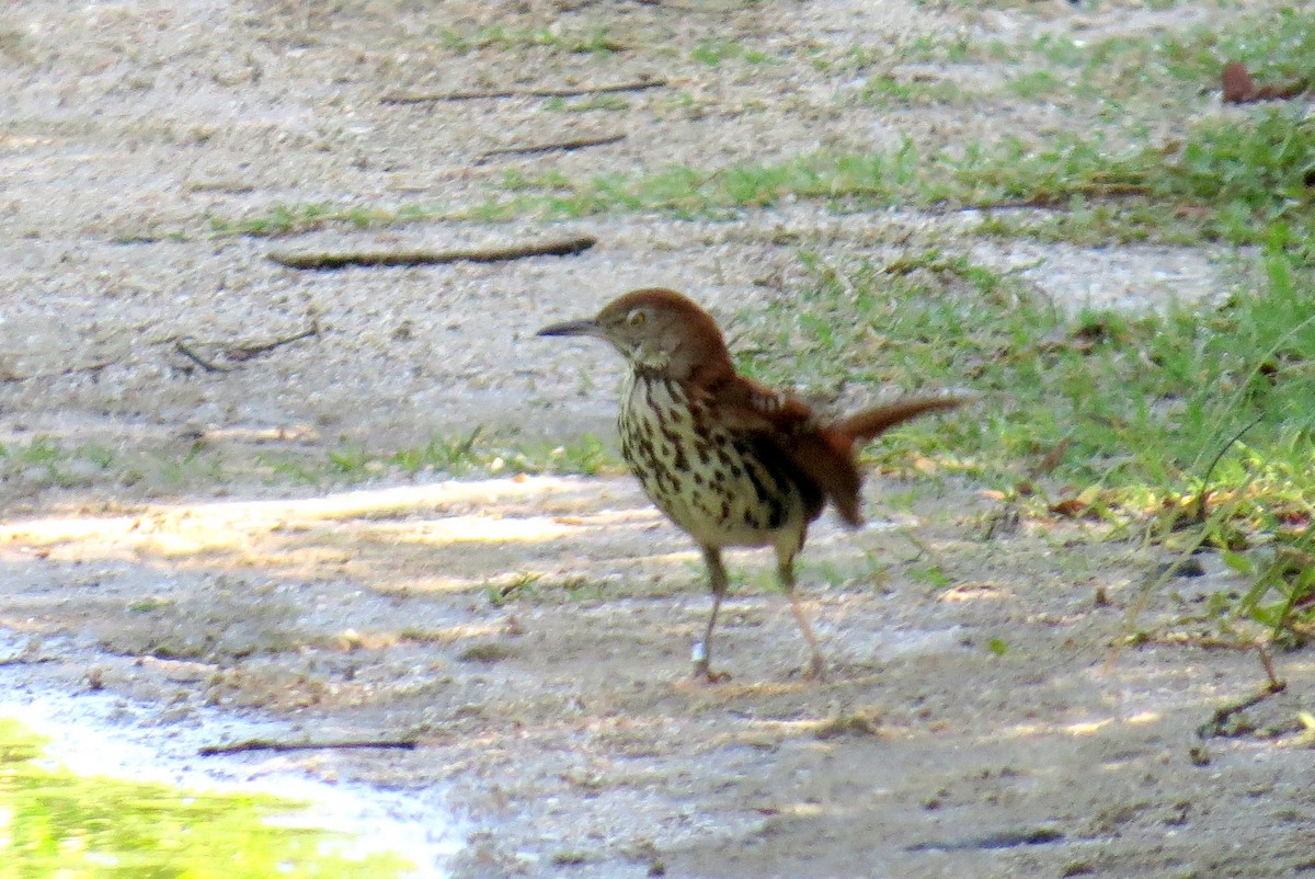 brunspottefugl - ML638599118