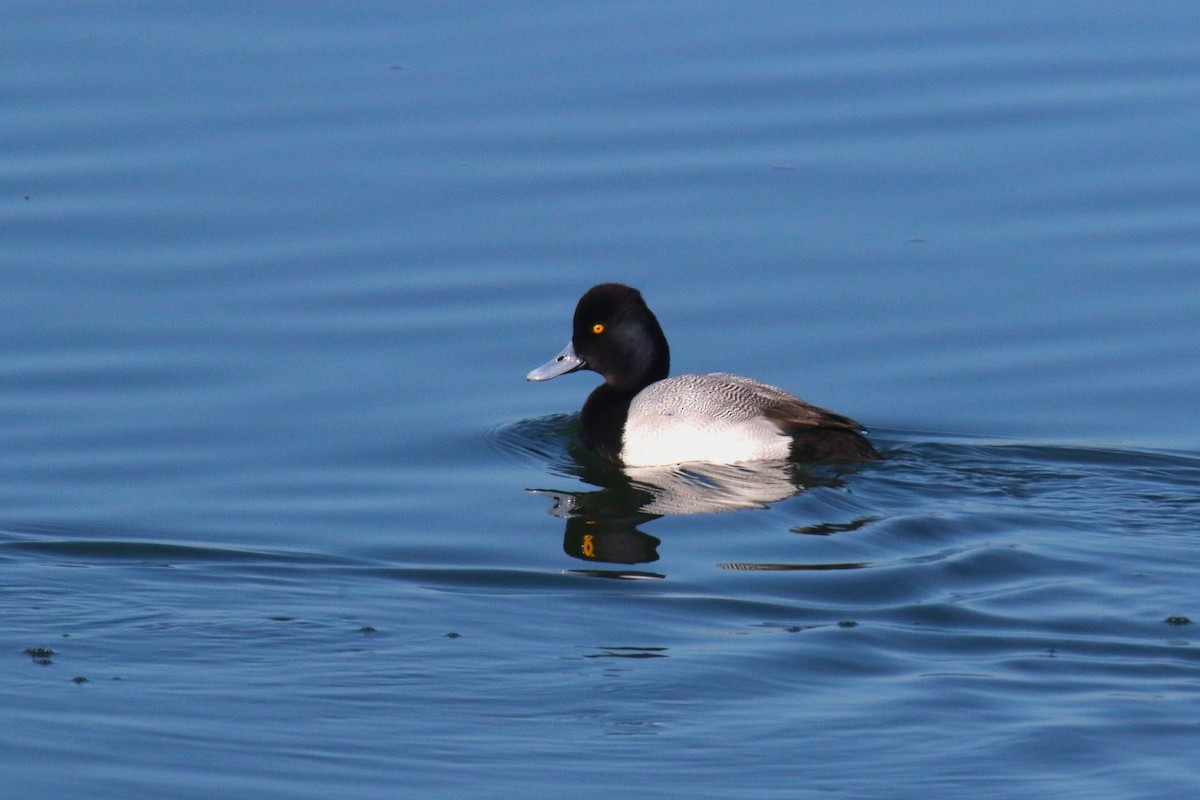 Lesser Scaup - ML638599119