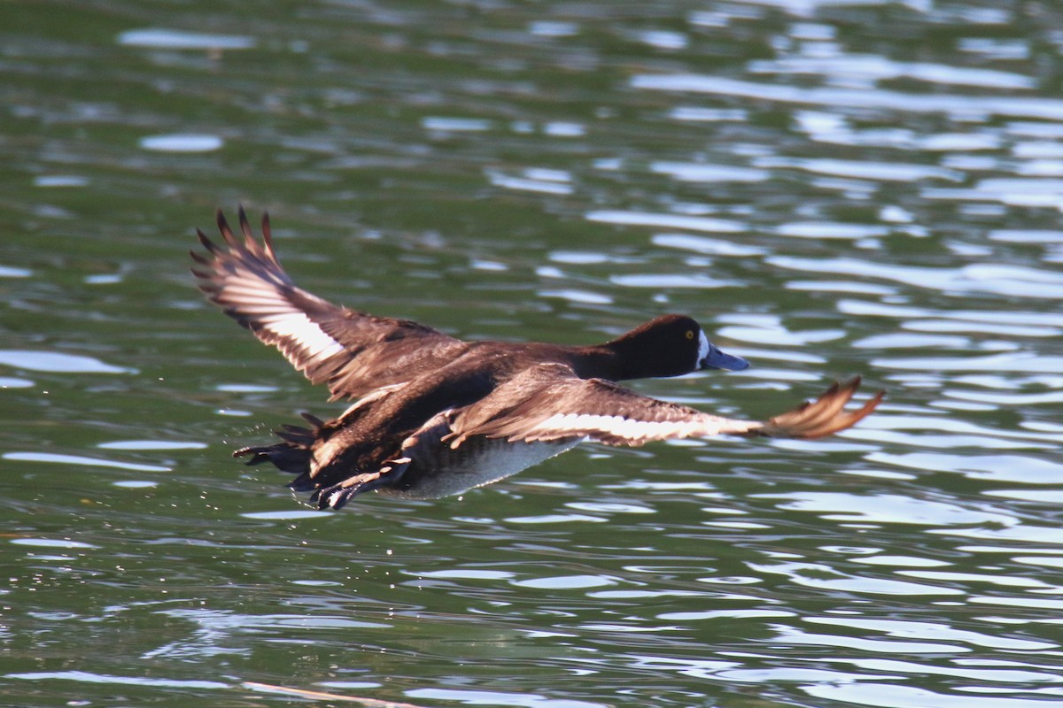 Lesser Scaup - ML638599120