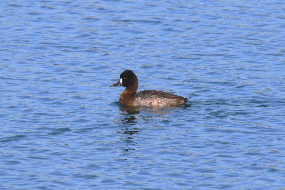 Lesser Scaup - ML638599121