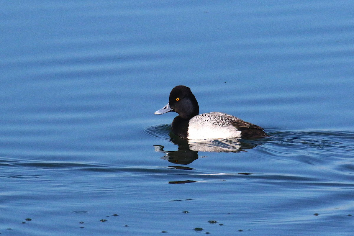 Lesser Scaup - ML638599122