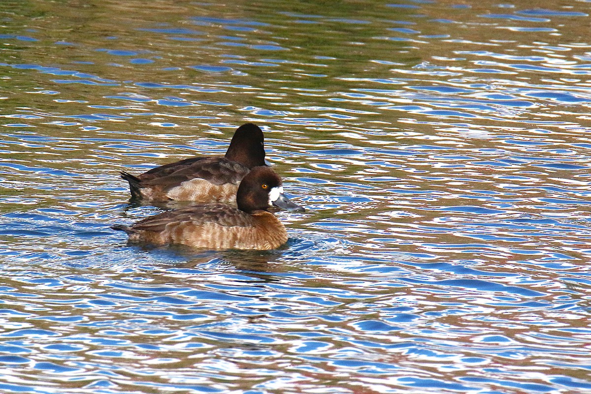Lesser Scaup - ML638599123