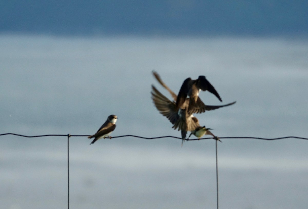 Bank Swallow - ML638599148