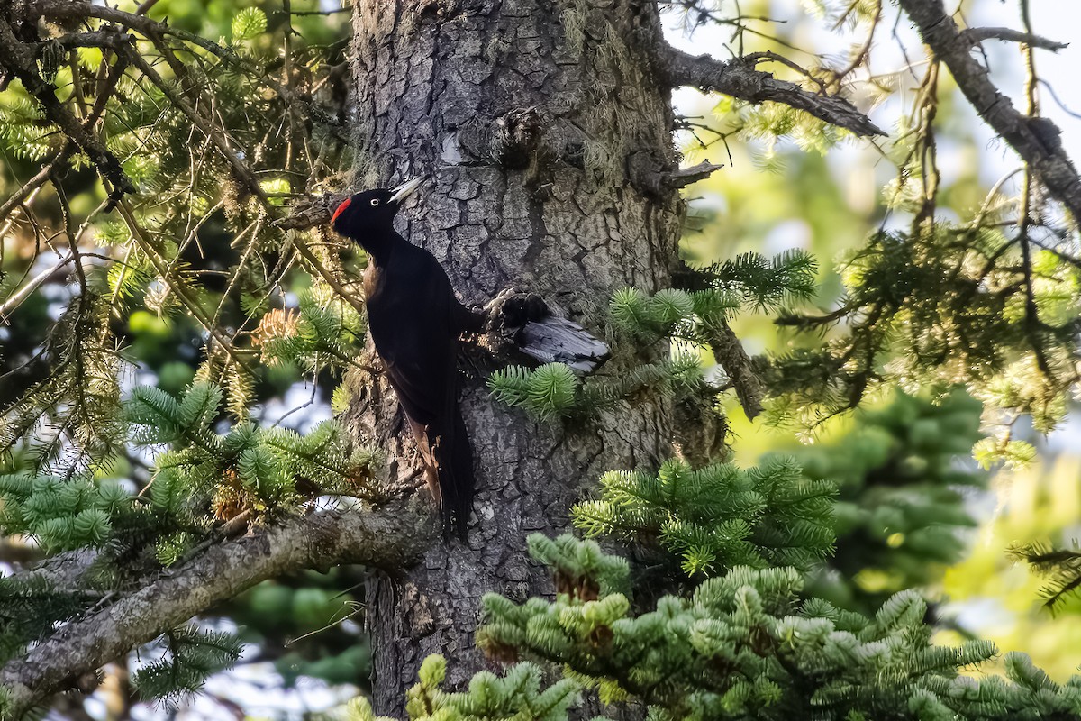 Black Woodpecker - ML638599174
