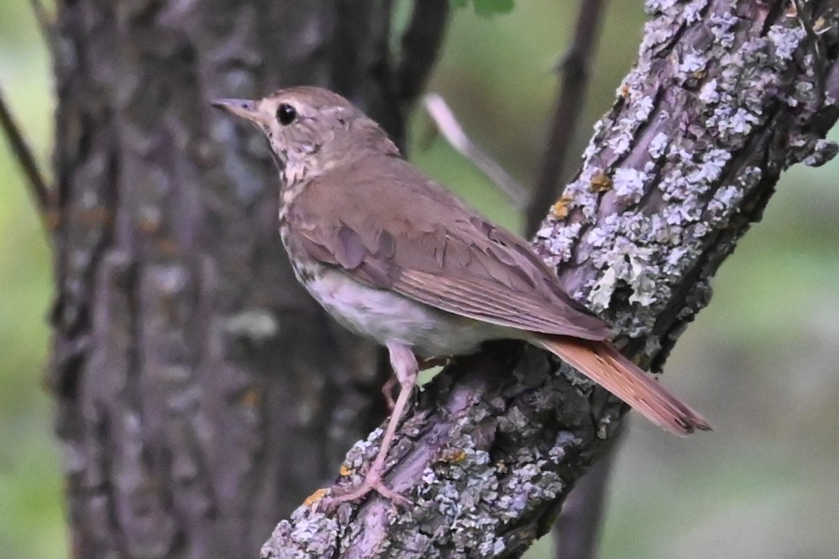 Hermit Thrush - ML638599202