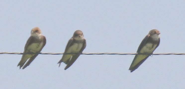 Bank Swallow - ML638599212