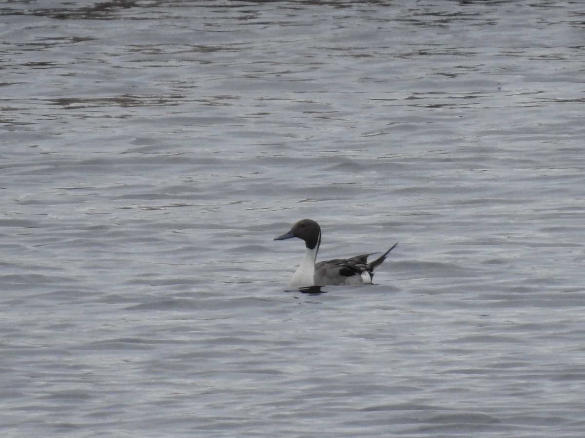 Northern Pintail - ML638599216