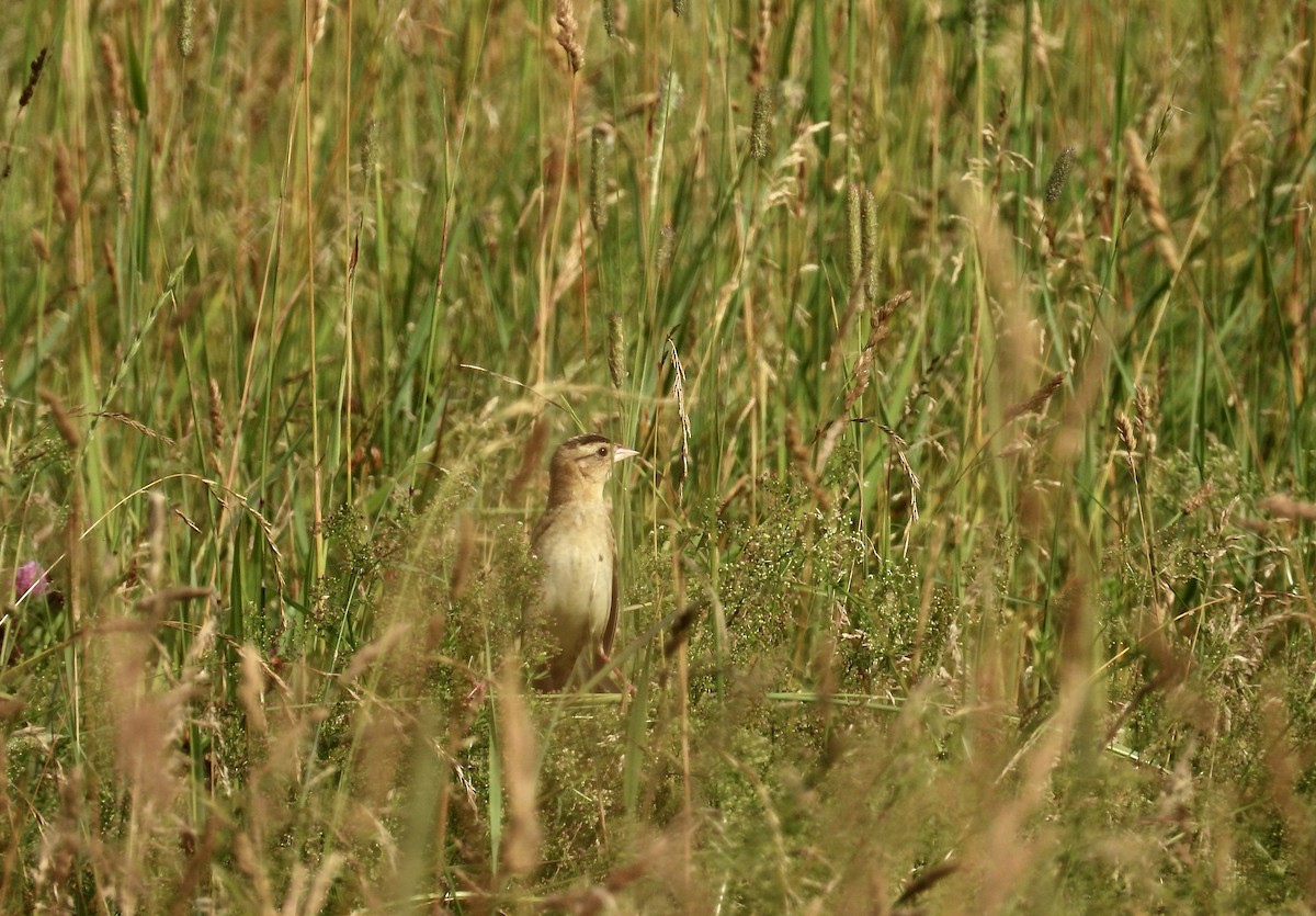 Bobolink - ML638599238