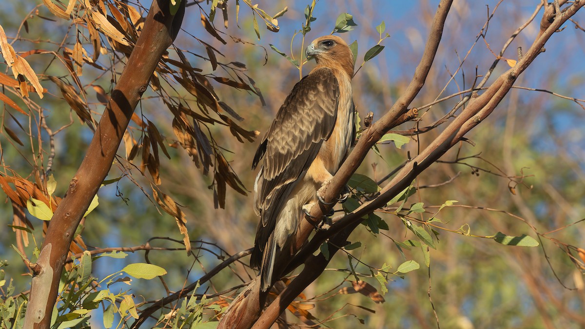 Little Eagle - ML638599251
