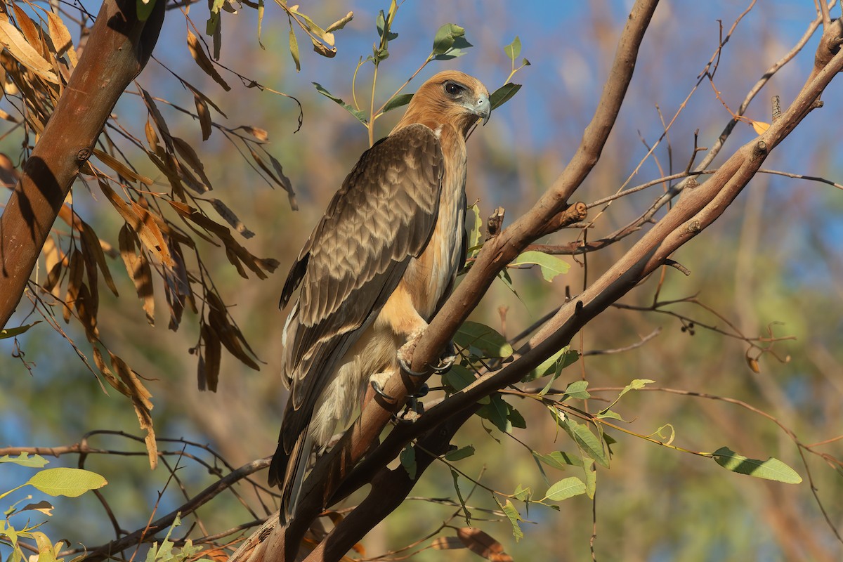 Little Eagle - ML638599252
