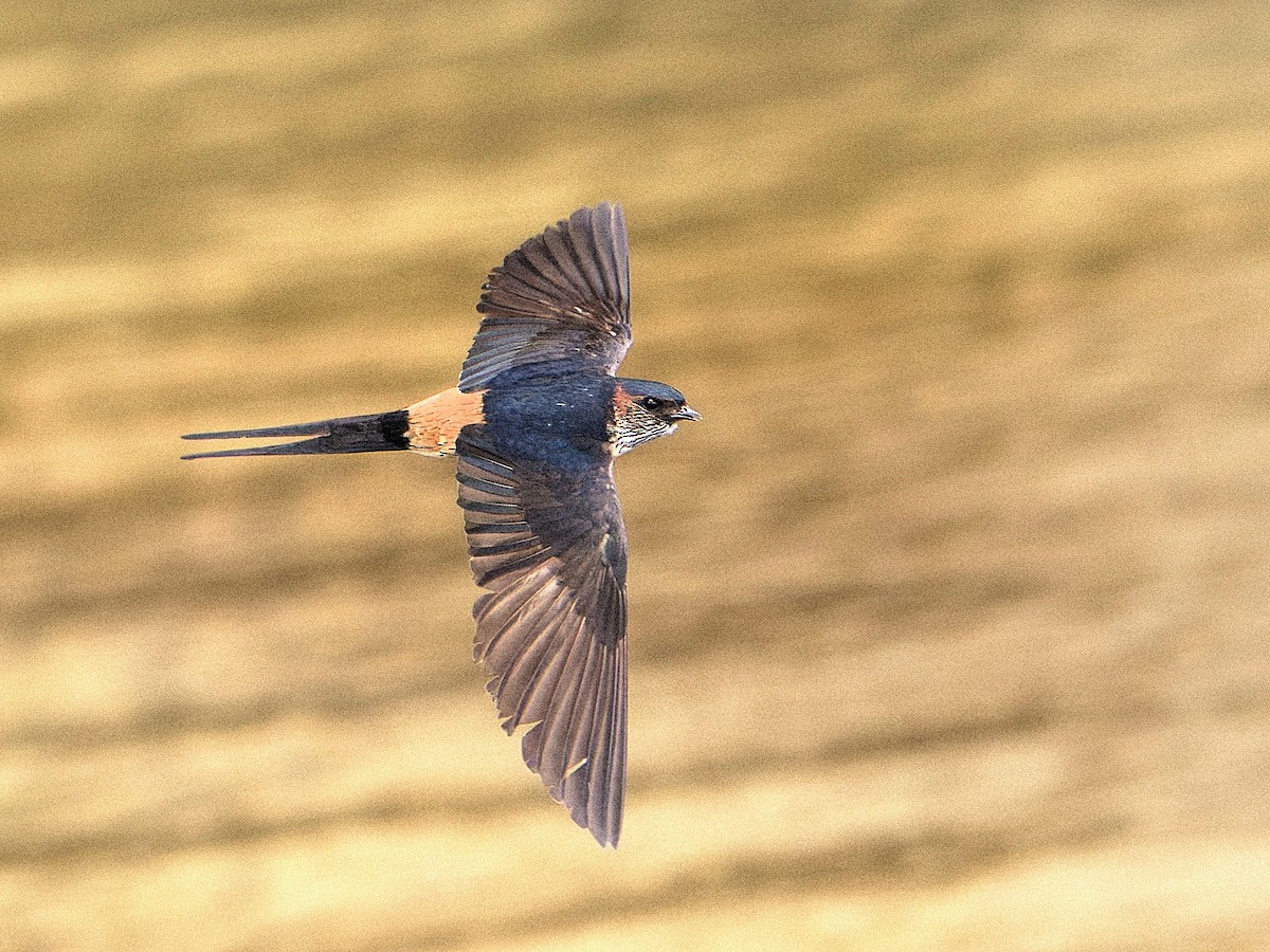 Eastern Red-rumped Swallow - ML638599301
