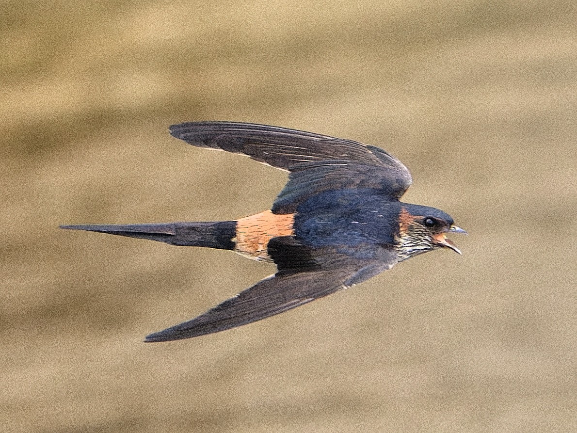 Eastern Red-rumped Swallow - ML638599302