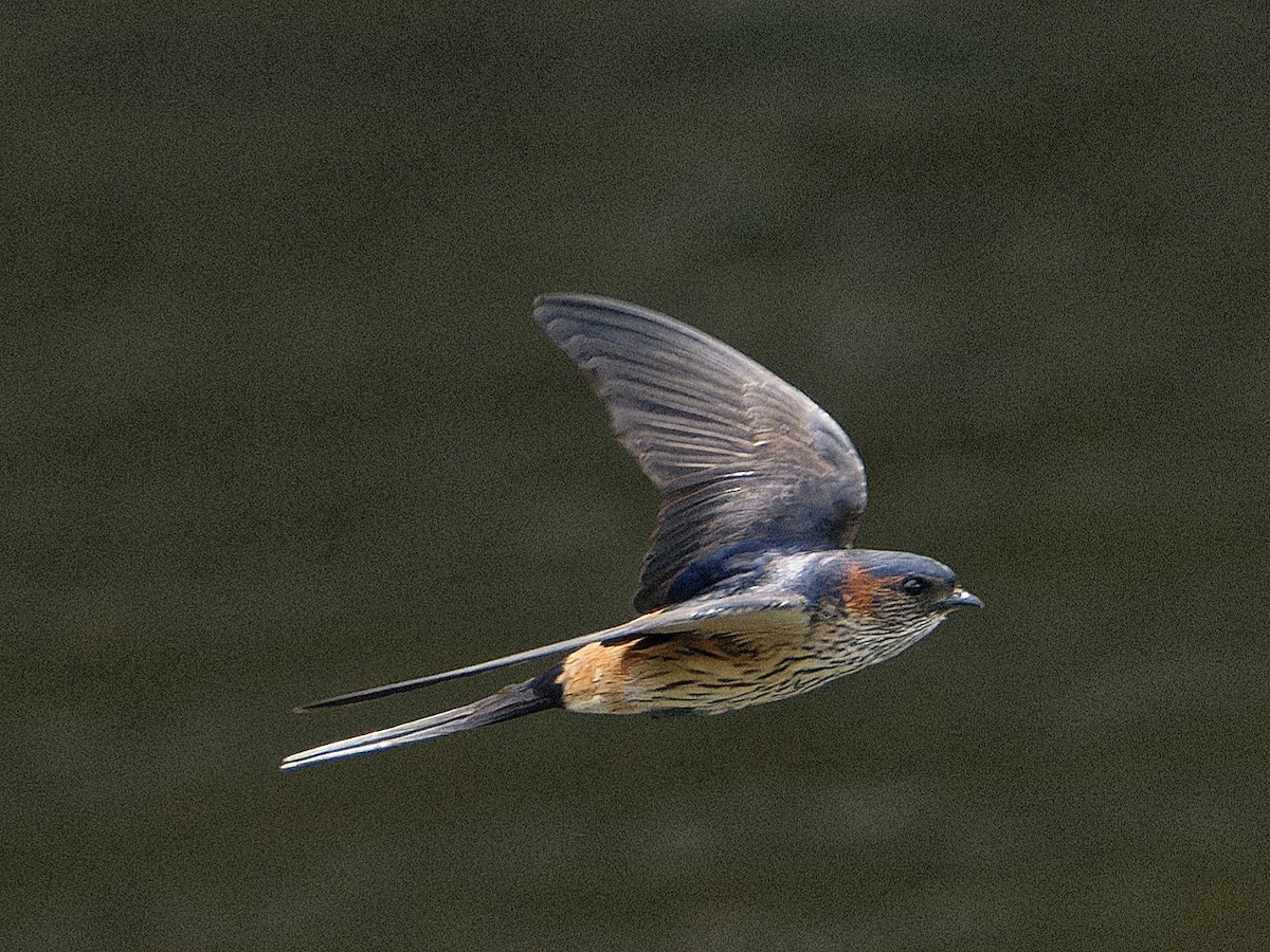 Eastern Red-rumped Swallow - ML638599303