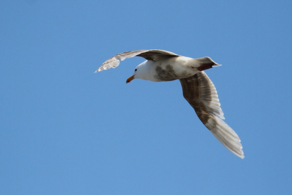 Herring x Glaucous Gull (hybrid) - ML63859931