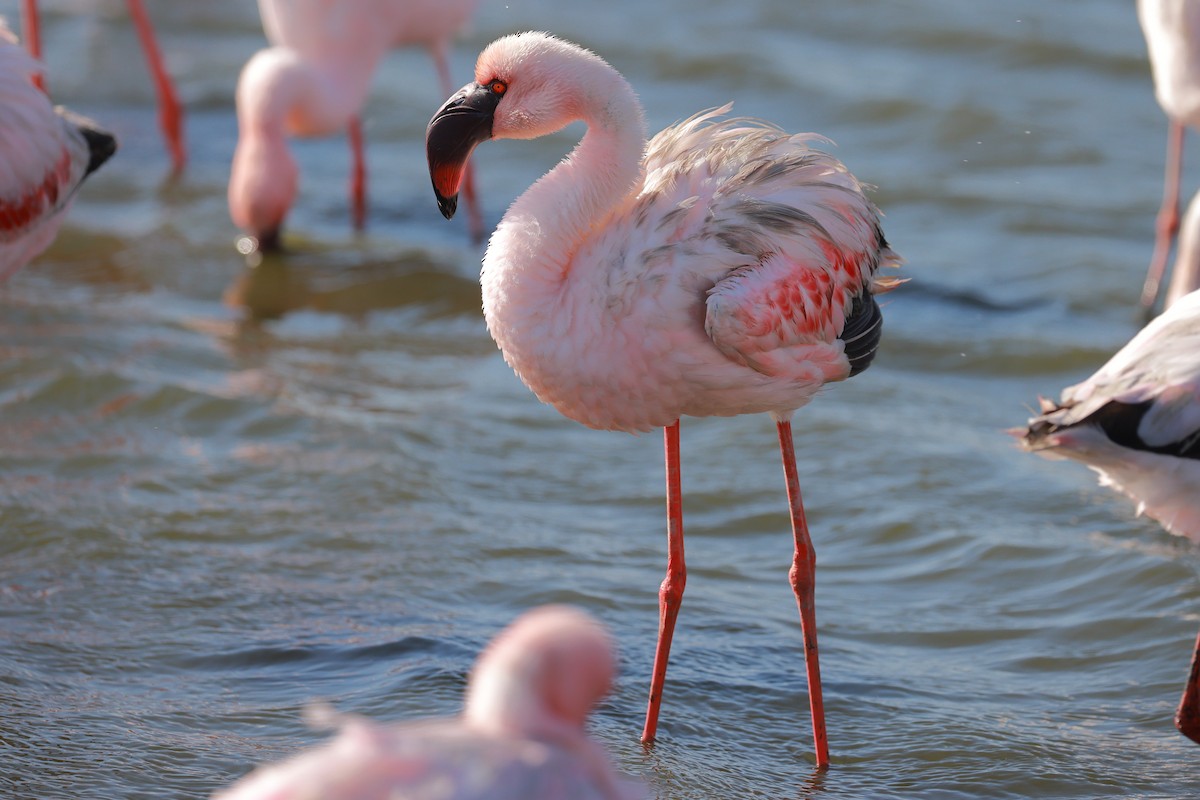 Zwergflamingo - ML638599317