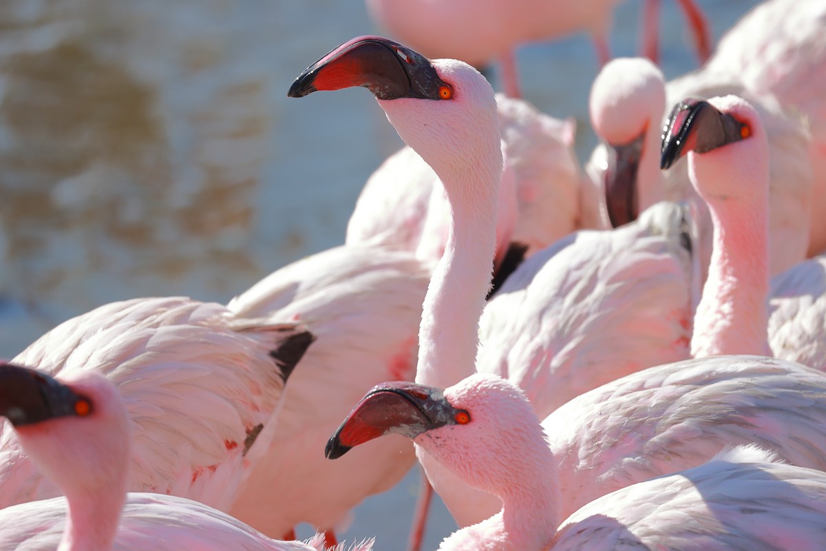 Zwergflamingo - ML638599318