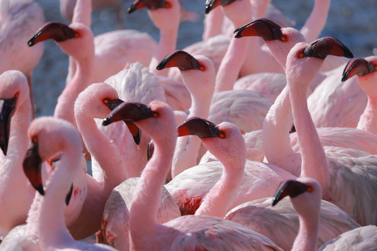 Zwergflamingo - ML638599319