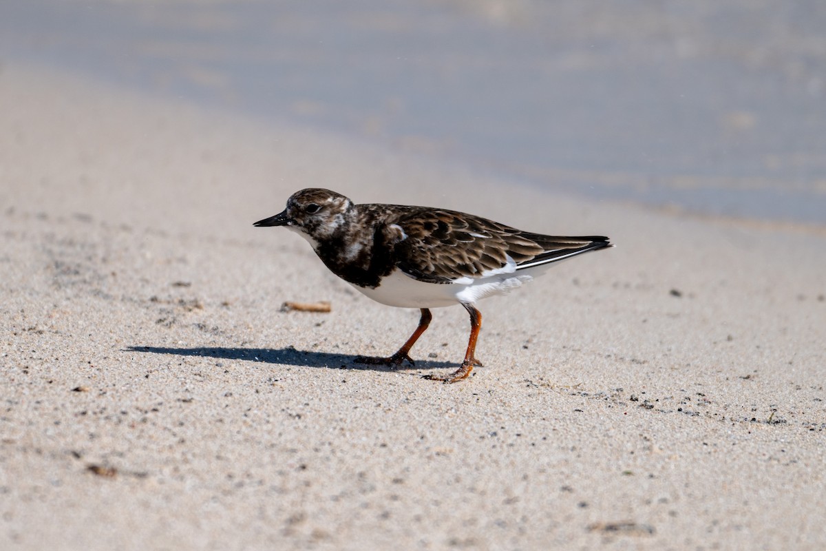 Ruddy Turnstone - ML638599394