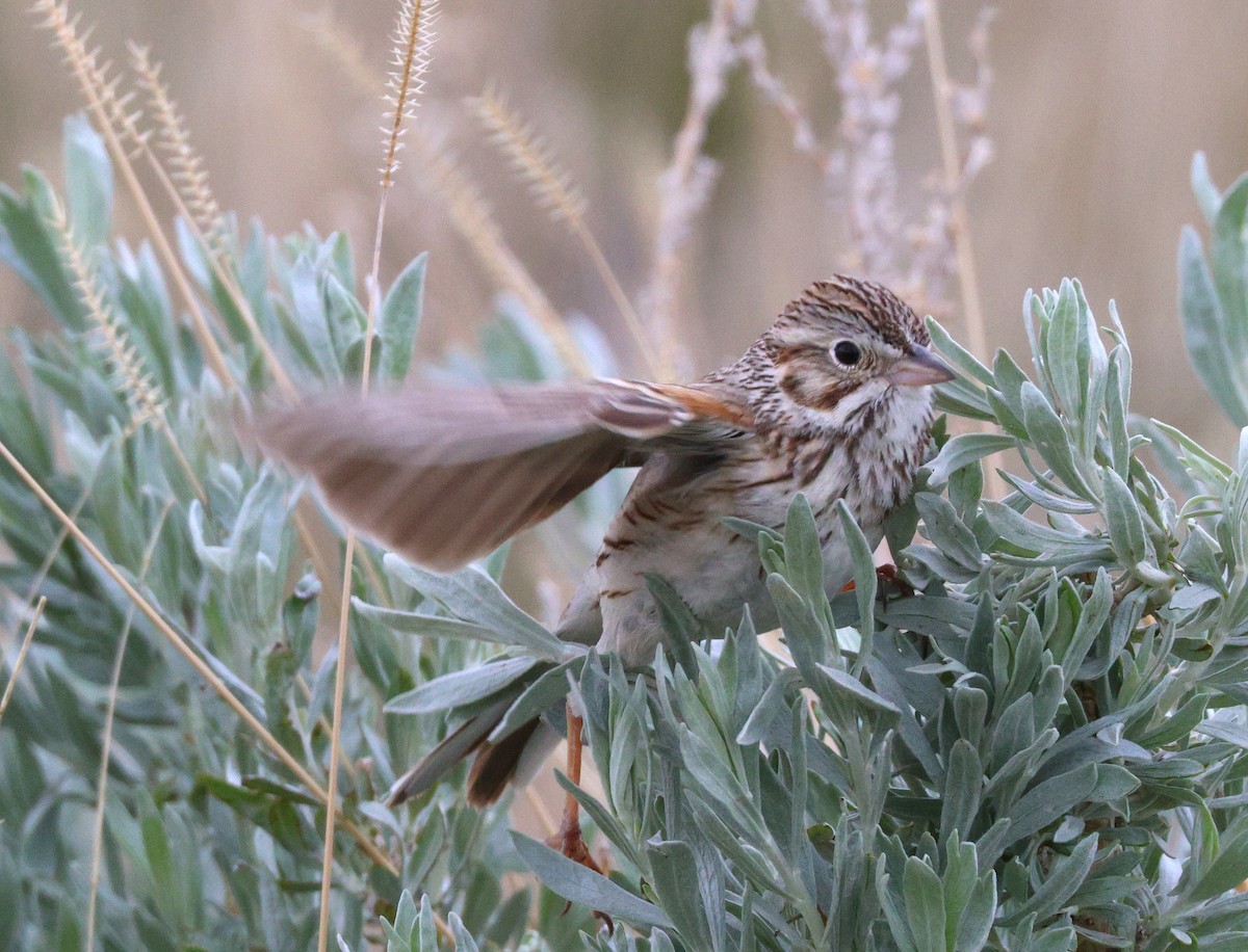 Vesper Sparrow - ML638599413